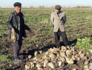 Кыргызстан: Сахарный завод в Каинды третий год работает в убыток