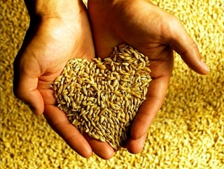 По причине засухи цены на зерно могут увеличится
