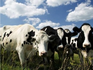 В Костромской области планируется реализация шести крупных инвестиционных проектов в молочном скотоводстве