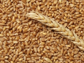 На российском рынке замедлился рост цен на зерно