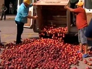 Голландские фермеры уничтожают тонны помидоров и яблок из-за российского эмбарго