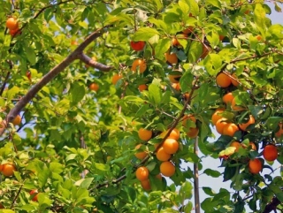 Челябинцы засадят Урал абрикосами