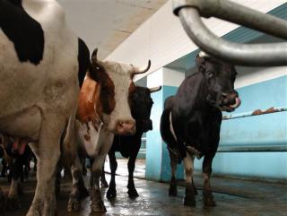 "Велес" за год поставил сельхозпредприятиям региона более 3 тыс. голов скота