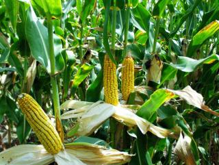 Генетики добились повышения урожайности кукурузы.
