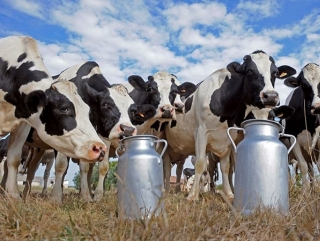 В Воронежской области на фоне общероссийского спада производство молока выросло