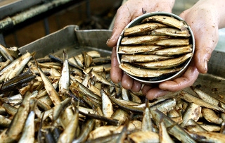 Более 60% мирового производства рыбы к 2030 г придется на аквакультуру – ФАО