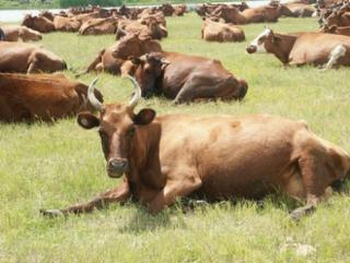 Запрет на ввоз скота из ЕС будет рассматриваться в Таможенном союзе