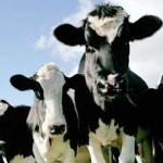 Фермеры Хабаровского края выбирают австралийских коров