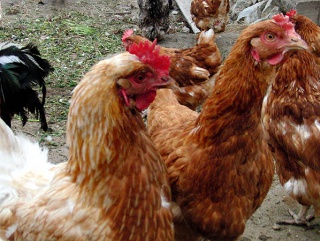 Липецкие власти: производство 600 тысяч тонн мяса птицы и скота в год – предел для региона