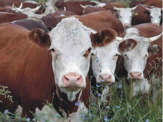 В Казахстане начнут оценивать скот