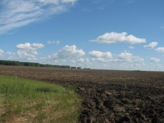 В России могут запретить перевод сельхозземель в иные категории