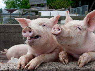 Опасных для человека паразитов выявили у свиней в Ростовской области
