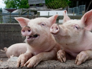 В Ульяновской области не будет дефицита свиней