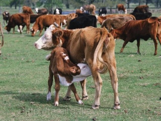 В Мордовии хотят следить за КРС