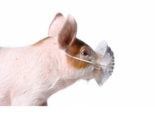 Беларусь запретила импорт свинины из Калужской области