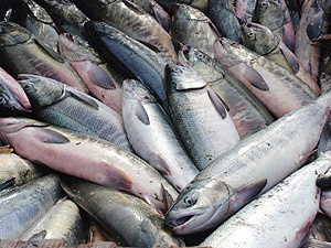 Северные народы могут лишить льгот на промышленный лов рыбы
