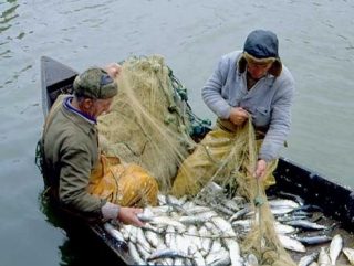 Тюменская область обеспечит население рыбой