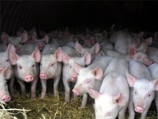 В Вологодской области открылся свиноводческий комплекс