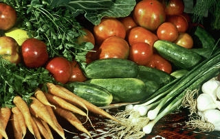 Урожайность овощей в Тюменской области вдвое больше общероссийской