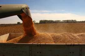 Урожай зерна в 2014 году превысит прогнозы