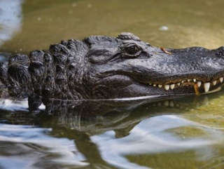 Замороженных крокодилов разрешил поставлять в Россию Россельхознадзор