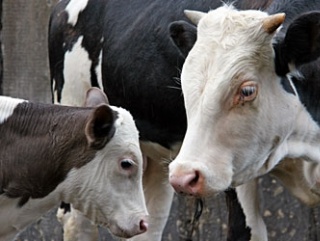 В Томской области возведут ферму на 2500 голов скота