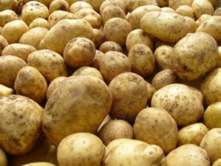 Тамбовские аграрии увидят картофель насквозь