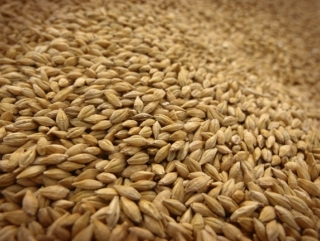МСЗ незначительно повысил прогноз производства зерна в нынешнем году