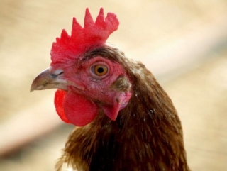 В России ищут курятину с фосфатами