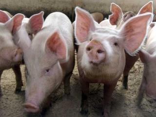 Свиноводство – приоритетная отрасль развития животноводства в России