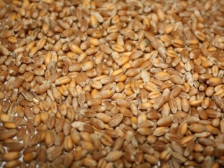 В 2013-м году урожай зерновых культур в Воронежской области вырастет до 4 млн тонн