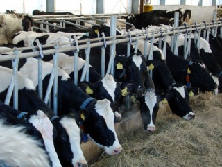 Гордеев заступился за инвестпроекты в молочном животноводстве