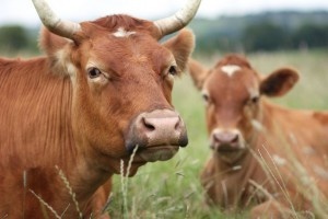 Производство скота и птицы на убой растет, молока — снижается