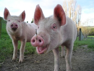 Ввоз свинины из Волгоградской и Тульской областей в Беларусь будет прекращен