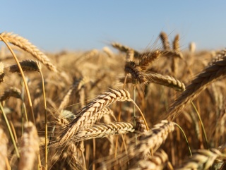 В Волгоградской области завершили уборку озимых зерновых культур