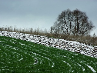 Заморозки не прошли бесследно