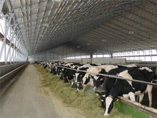Минагропрод Украины предлагает продлить перечисление НДС переработчиков на поддержку животноводческих хозяйств