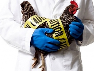 В Японии из-за птичьего гриппа уничтожат 110 тыс кур на местной птицефабрике