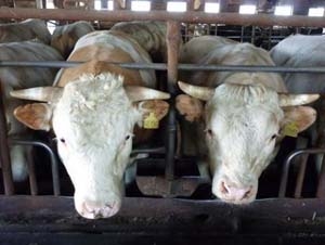 Алтайские фермеры планируют значительно увеличить поголовье скота