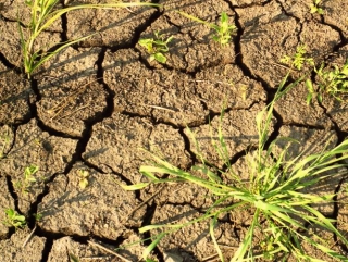 От засухи в России погибли уже 1,9 млн га посевов