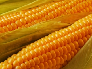 Россияне уничтожат 140 тонн кукурузы