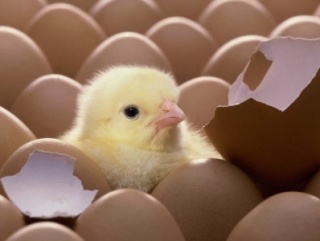 В Японии изобрели яйца с белыми желтками