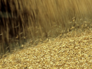 Элеваторы Кубани могут принимать зерно нового урожая