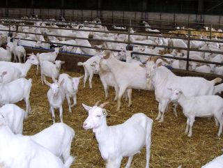 Конференция «Передовые технологии в кормлении молодняка молочных коз» на выставке «АгроФарм-2019»