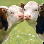 В Ростовской области обнаружили стадо коров с опасным для человека заболеванием