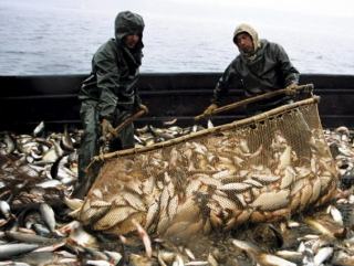 Вылов рыбы в Азово-Черноморском бассейне вырос на 5%.
