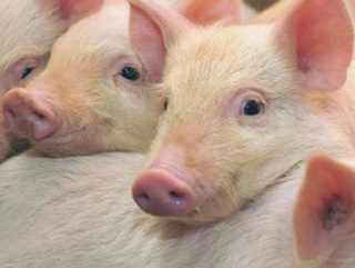 Рынок свинины продолжает лихорадить