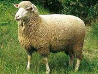 В России появится новая порода овец