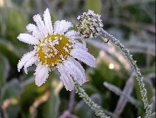 Урожаю Кубани угрожают заморозки