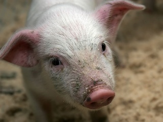 В Польше — вспышка африканской чумы свиней